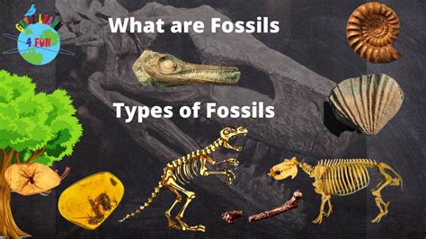 fossil definition for kids